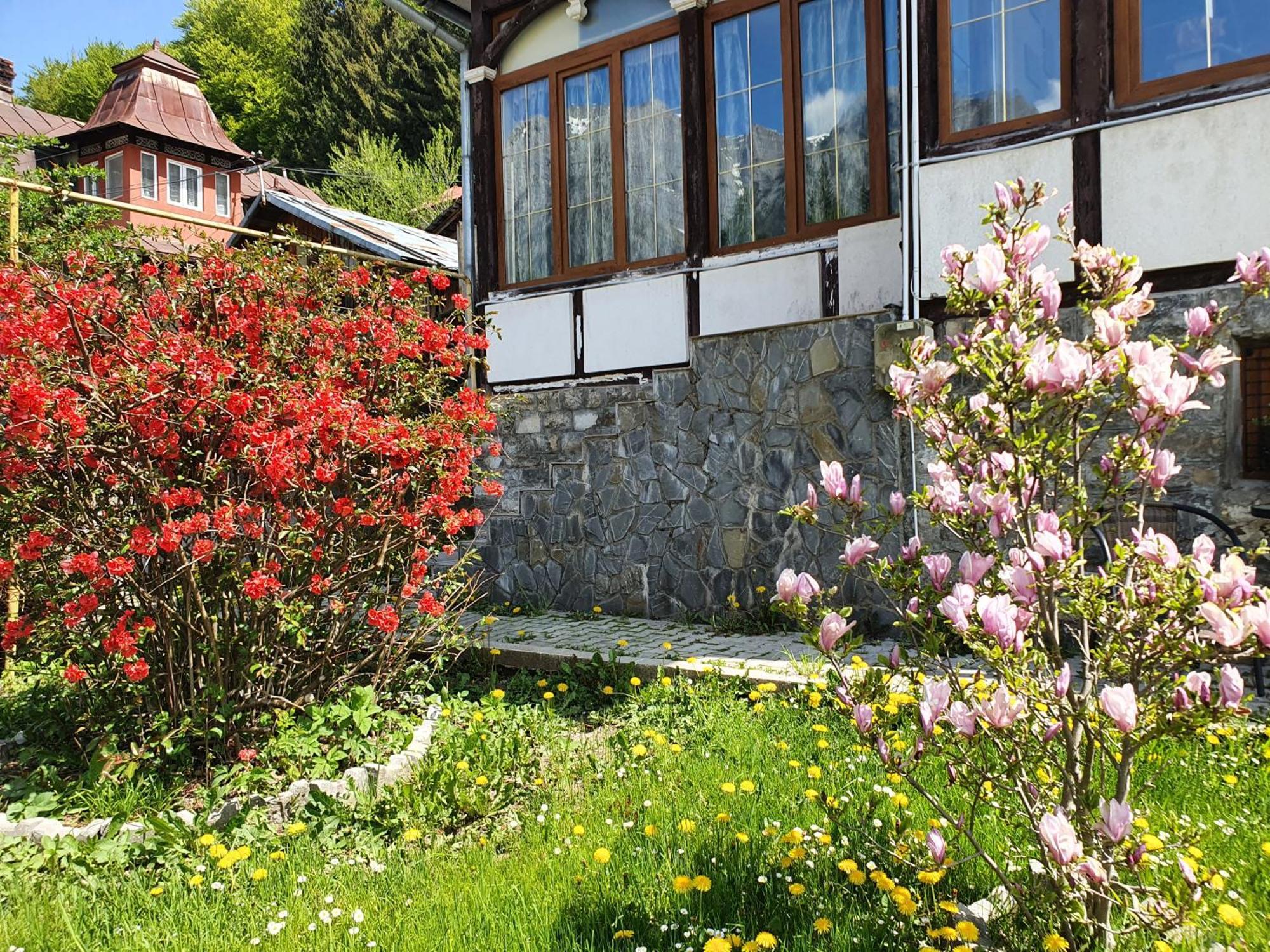 Vila Bradet Buşteni Екстериор снимка