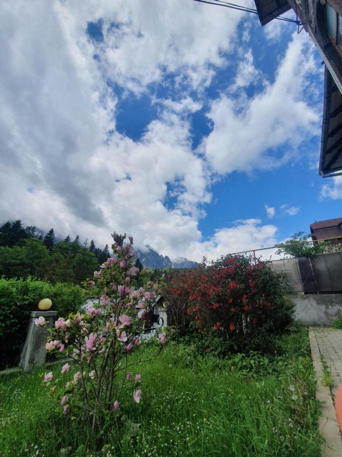 Vila Bradet Buşteni Екстериор снимка